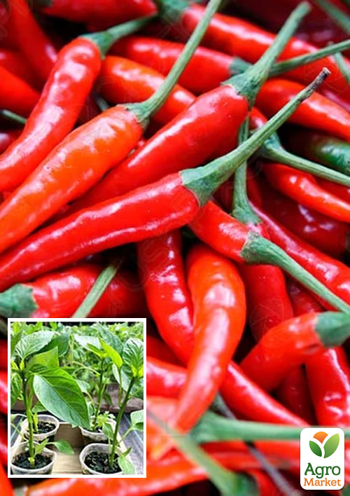 Рассада Перец острый «Анахайм» (фермерское взращивание)