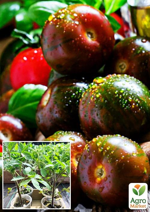 

Розсада Томат «Чорний Принц» (фермерське вирощування), 1шт в упаковці