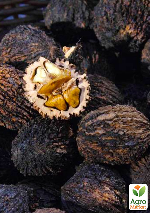 

Черный орех Маньчжурский (средний срок созревания)