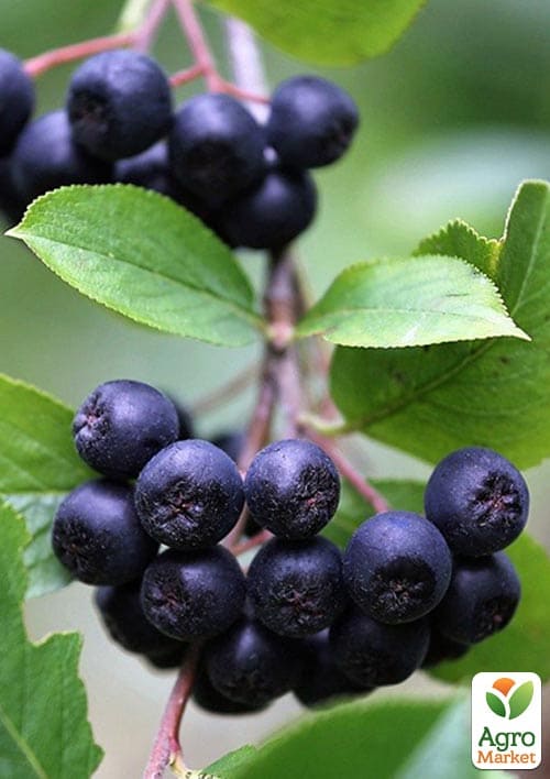 

Рябина черноплодная 2-летняя Nero укоренённая в контейнере