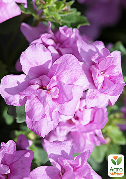 

Бакопа Махровая Ампельная Scopia Double Pink