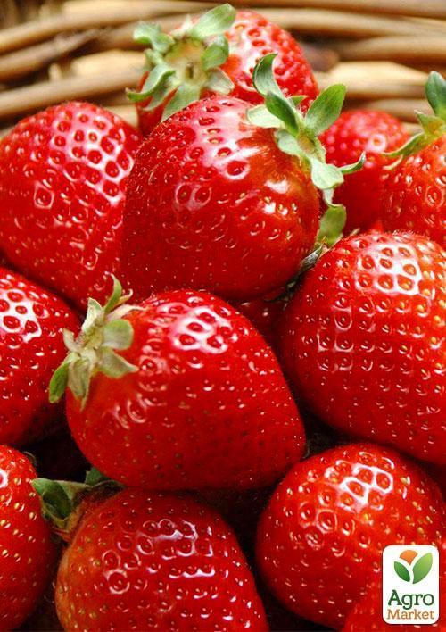 

Клубника Искушение (ремонтантный сорт один из лучших, ранний срок созревания)