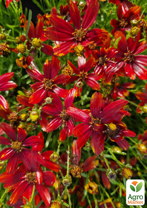 

Кореопсис мутовчастий Ladybird (багаторічний, морозостійкий)