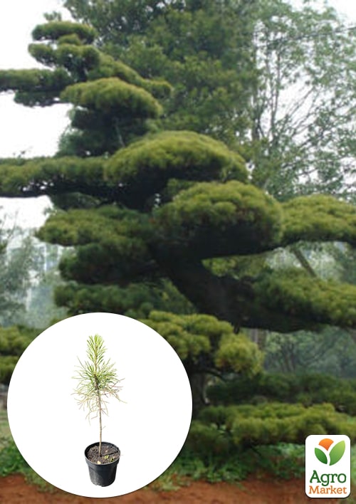 

Сосна Табулиформис 3-х летняя (Pinus Tabuliformis) С1,5, высота 30-40см