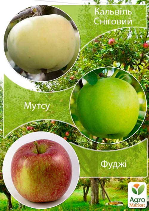Дерево-сад Яблуня "Кальвіль Сніговий+Мутсу+Фуджі" вкорінений у контейнері (саджанець 2 роки) 1 саджанець в упаковці