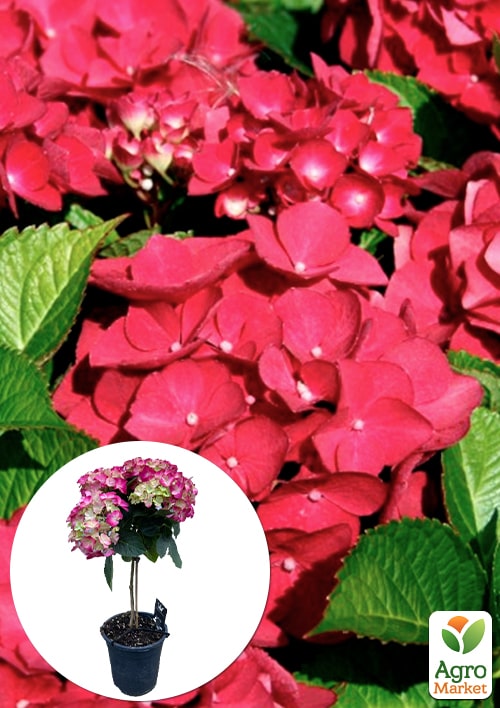

LMTD Гортензия на штамбе крупнолистная цветущая 4-х летняя Early Rood (50-60см)