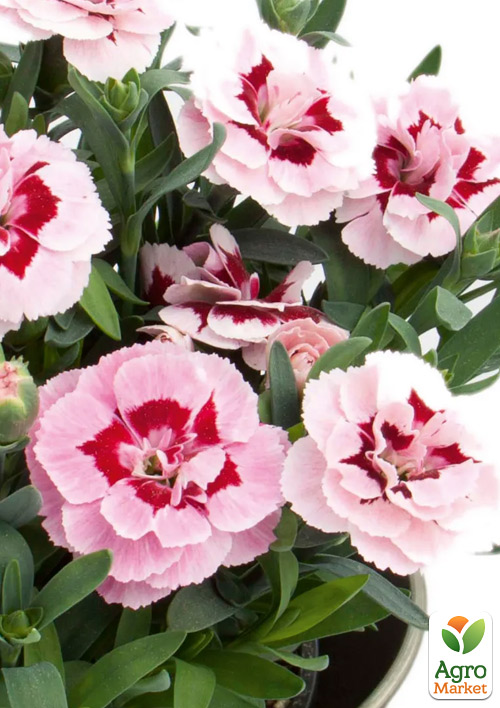 

Гвоздика Махрова Oscar Pink Star (контейнер №10, висота 10 см)