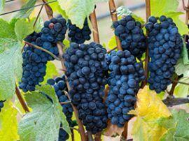Вирощування винограду: основні тонкощі і секрети