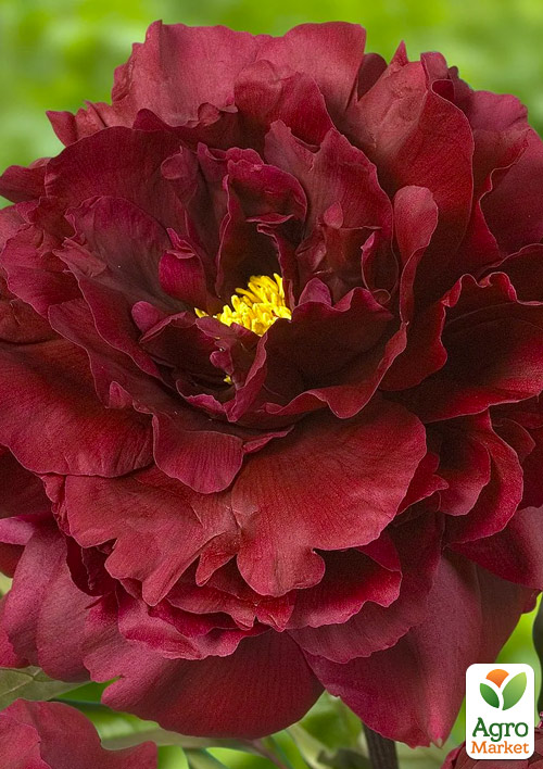 

Півонія трав'яниста Black Beauty