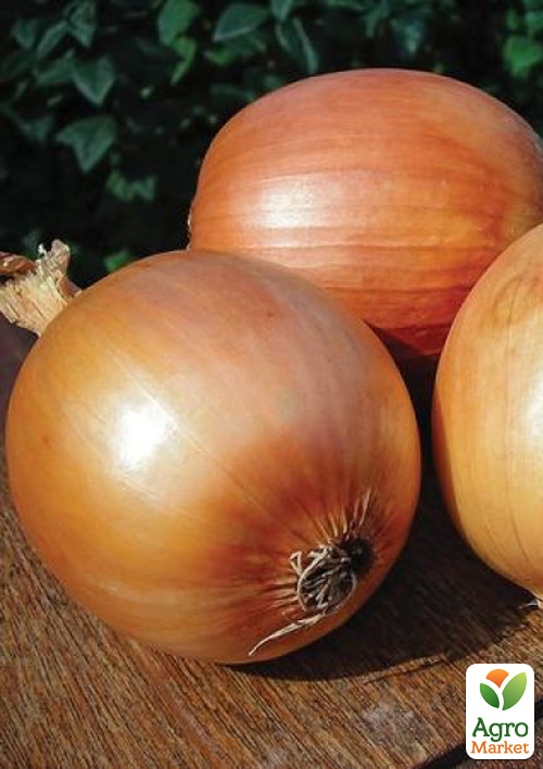 

Голландська цибуля-сівок 0.5кг (арбажейка) пізня, жовта Globo