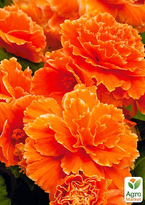 

Бегония махровая Оранжевая 1 шт