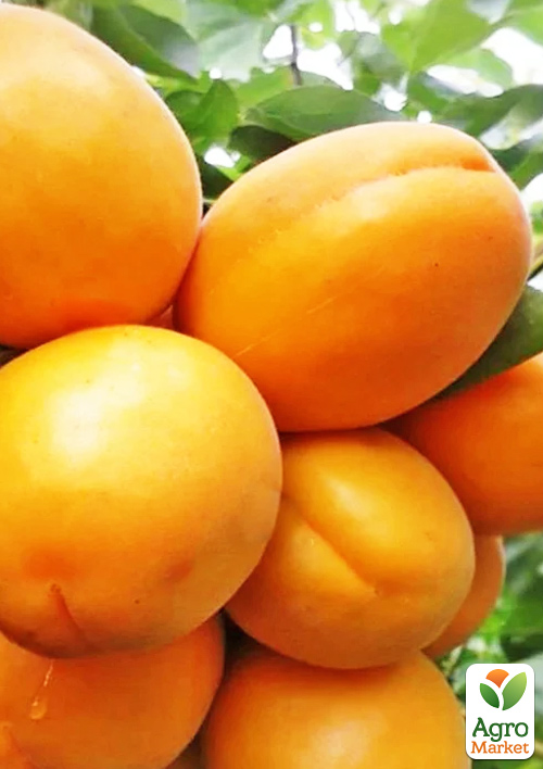 

Абрикос Флейвор Кот (літній сорт, пізній термін дозрівання)