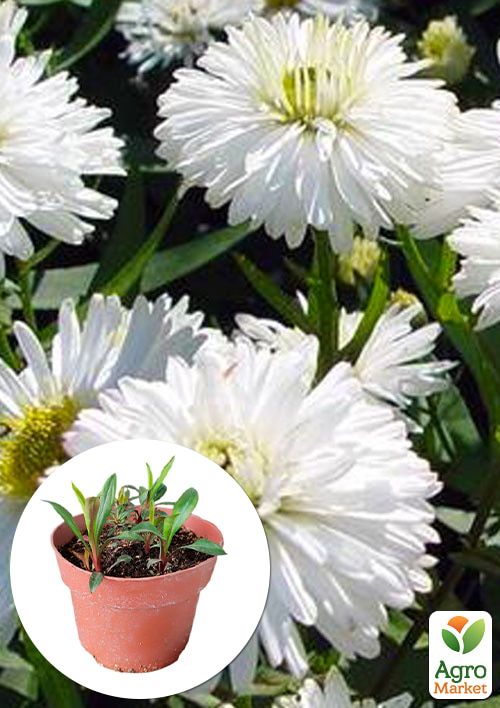 

Айстра ново-бельгійська White Ball (С1,5 висота 20-30см)