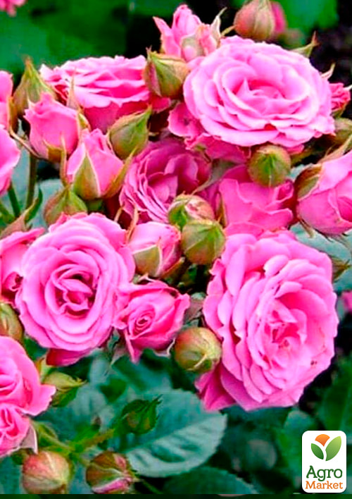 

Троянда дрібноквіткова (спрей) Лінда (саджанець класу АА+) вищий сорт