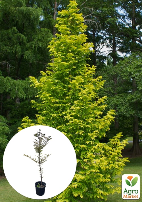

Метасеквойя глиптостробусовая (Metasequoia glyptostroboides) С2 высота 35-45 см