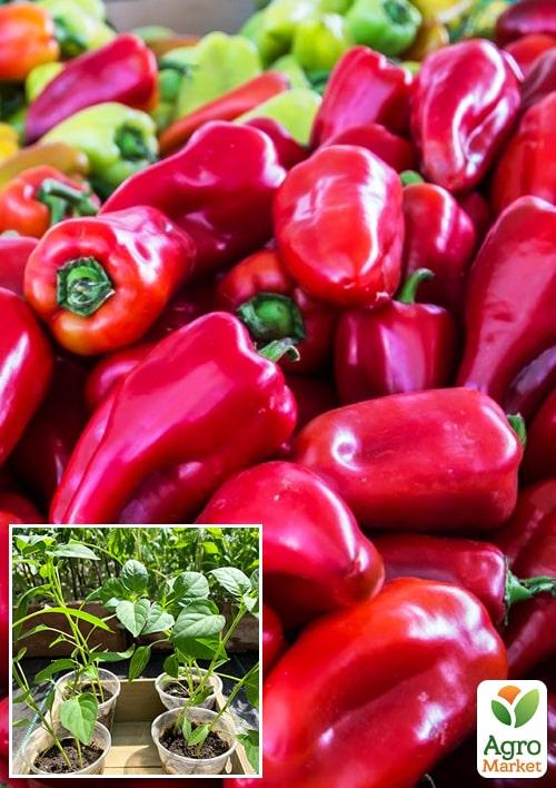 Рассада Перец сладкий «Подарок Молдовы» (фермерское взращивание), 1шт в упаковке