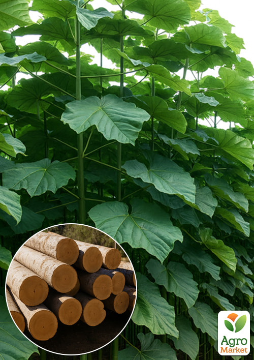 Павловния 2-х летняя для древесины "Paulownia Energy" (Морозостойкий Superhybrid -33С) 1 саженец в упаковке