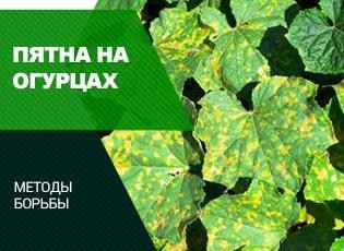 На листьях огурцов желтые пятна в теплице чем обработать сывороткой или перекисью срочно