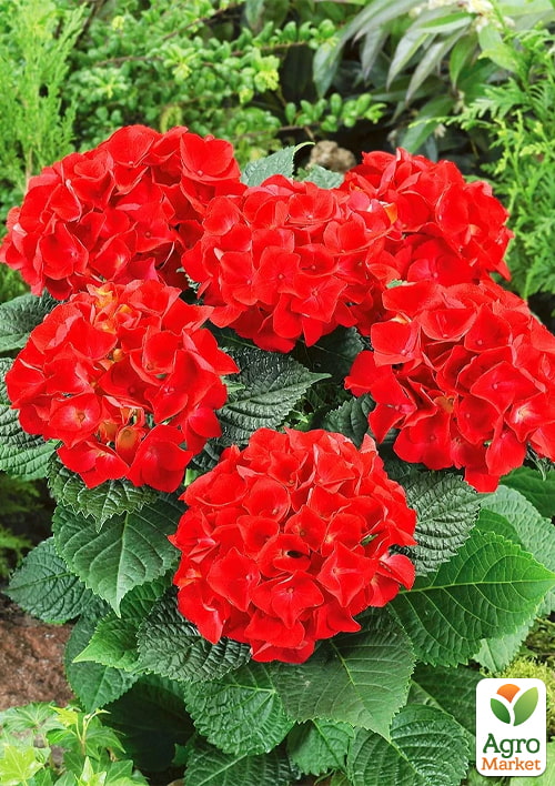 

Эксклюзив! Гортензия крупнолистная красная Красный бархат (Red velvet) (красивоцветущий сорт)