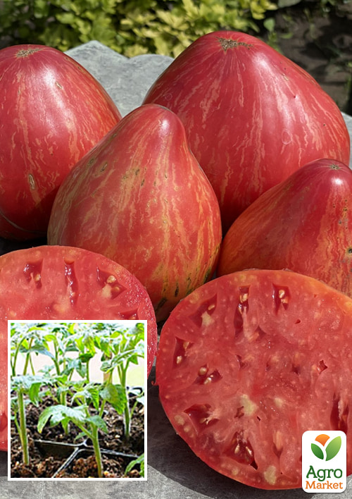 

Розсада Томат «Довгонога Саллі» (фермерське вирощування)