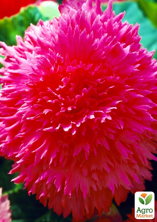 

Бегония Фимбриата розовая 1шт