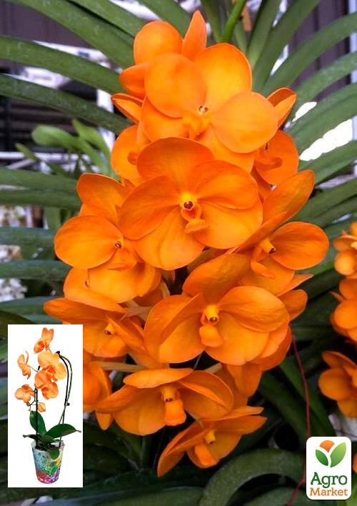 Орхидея (Phalaenopsis) "Cascade Orange" 1 саженец в упаковке (комнатный) Нидерланды