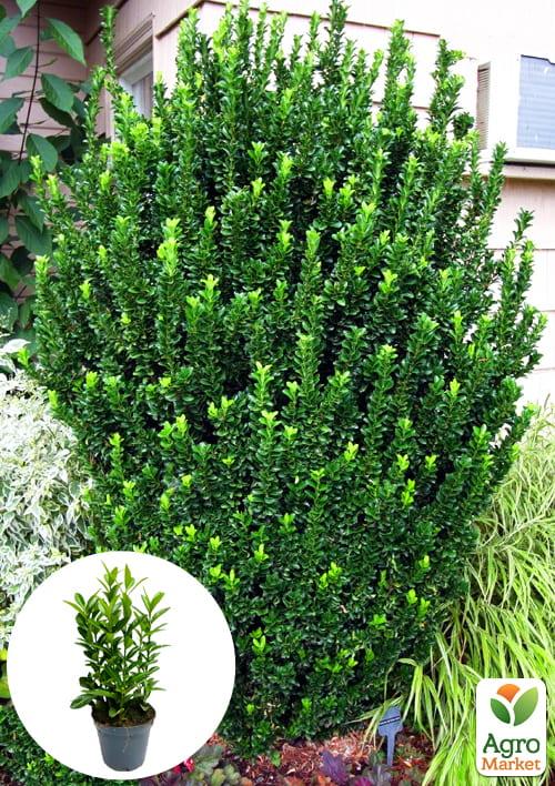 

Бересклет Японський Green Spire