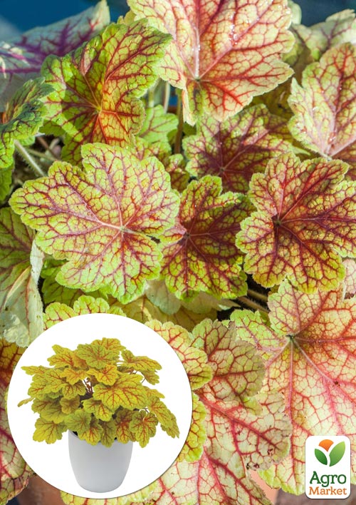 

Гейхера (Heuchera) Electra