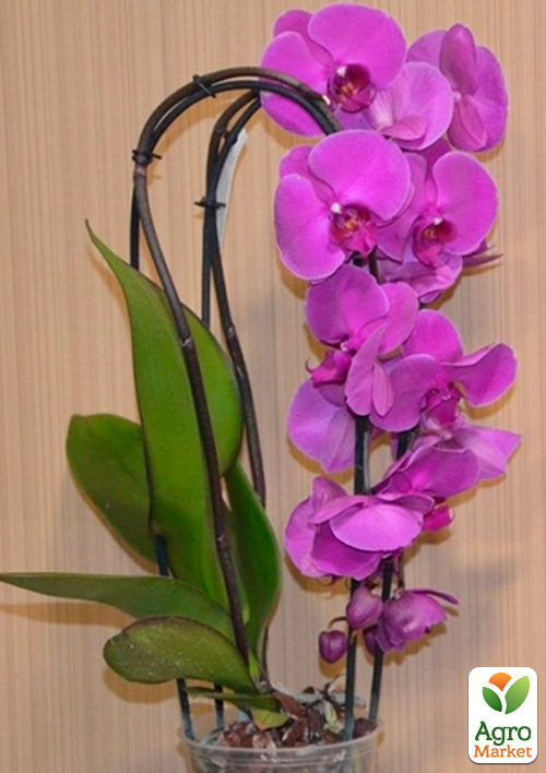 Орхидея (Phalaenopsis) "Cascade Paars" 1 саженец в упаковке (комнатный) Нидерланды