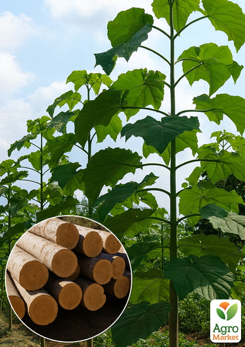 Павловния 2-х летняя для древесины "Paulownia Shan Tong" (Морозостойкий Superhybrid -33С) 1 саженец в упаковке