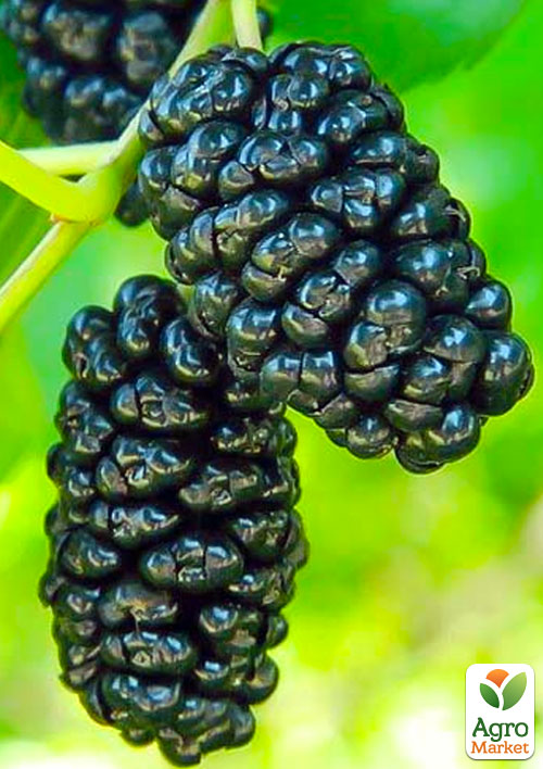 

Шелковица Черная жемчужина (летний сорт, средний срок созревания)