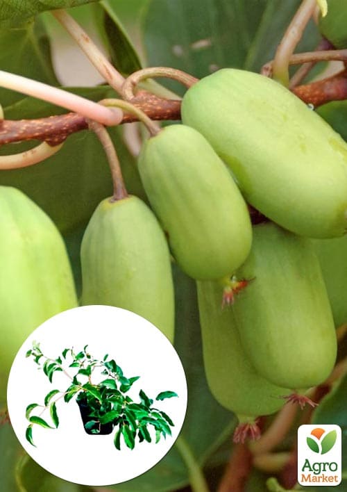 

Актинідія 2-х річна аргута Великоплідна Голландія (великі плоди) вазон С1