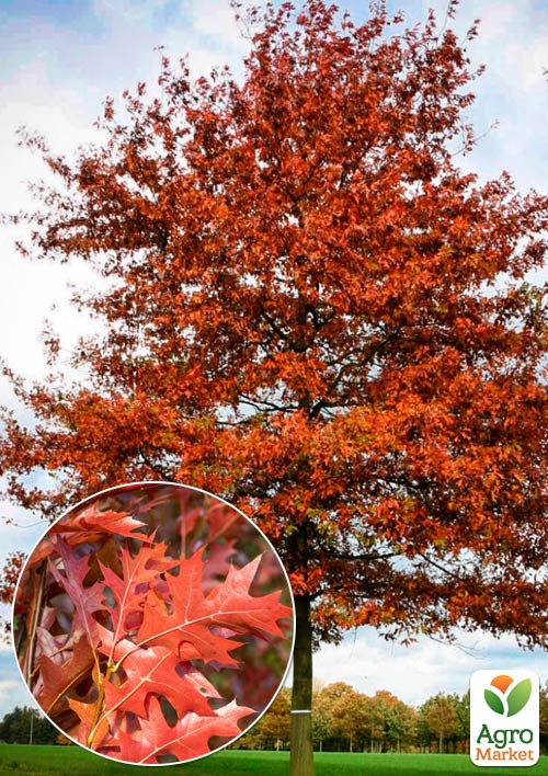 

Дуб іспанський Quercus palustris (вазон Р9)