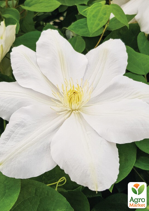 

Клематис Mevrouw Le Coultre