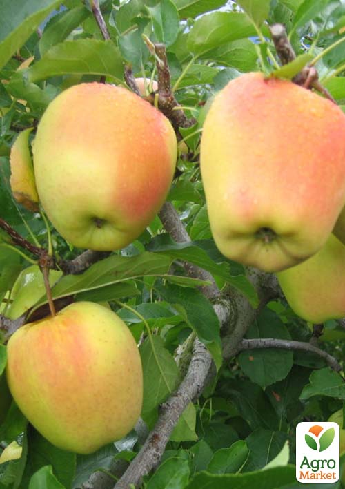 

Яблуня Golden Parsi da Rosa (зимовий сорт, середній термін дозрівання)