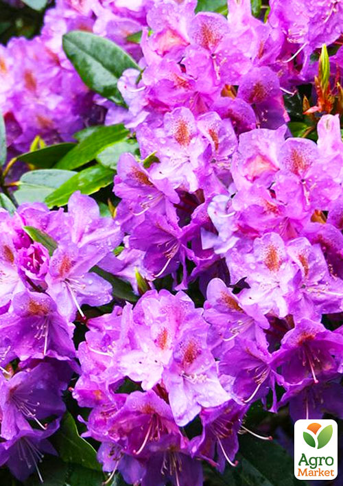 

Рододендрон гибридный `Blutopia` (Блютопия)