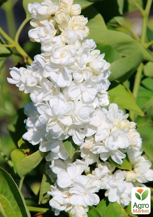 

Сирень инвитро Принцесса Клементина (Syringa vulgaris Princesse Clementine) вазон С1,5