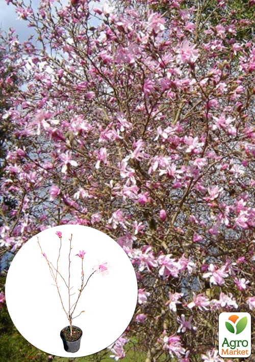 

Магнолія Лебнера 4-річна «Leonard Messel» (висота 80–110 см)