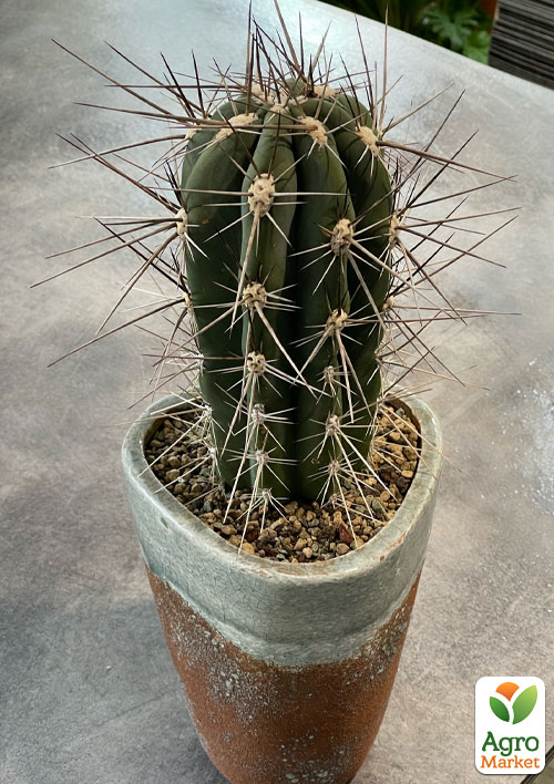 

Кактус Стетсония Булавовидная (Stetsonia Coryne) (Нидерланды)