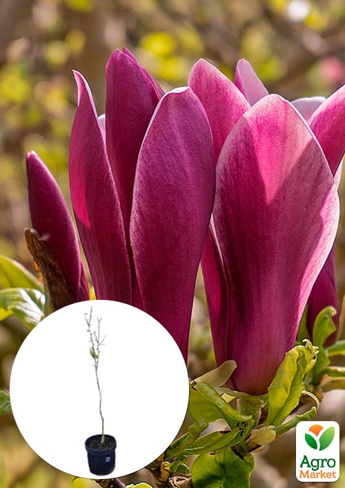 

LMTD Магнолія Nigra 4-річна (висота 90-100см)