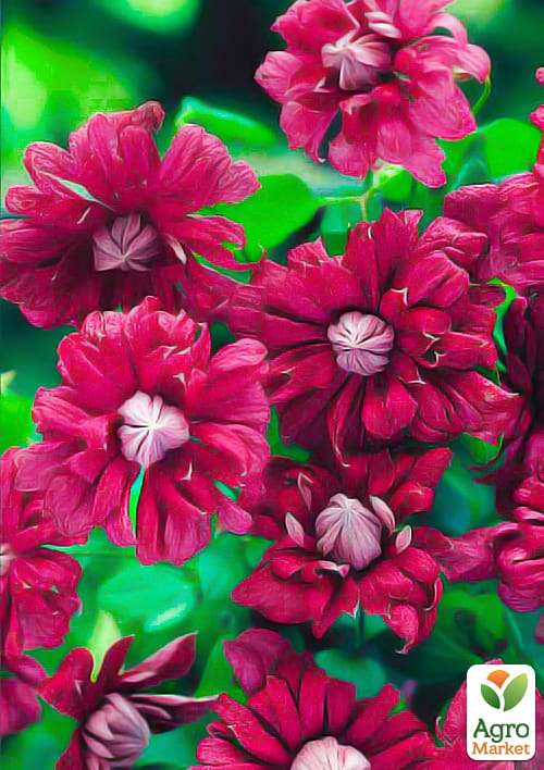 

Клематис Purpurea plena elegans