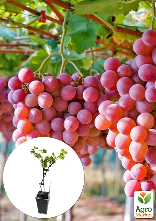 

LMTD Виноград Vanessa (сортовой, укорененный)