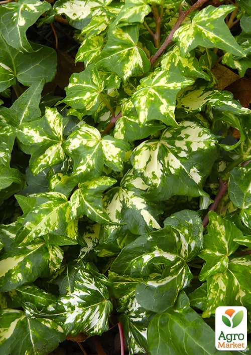 

Плющ пестролистный Golden Jutte контейнер Р9