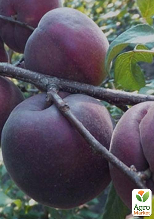 

Абрикос Чорний Оксамит (літній сорт, середній термін дозрівання)