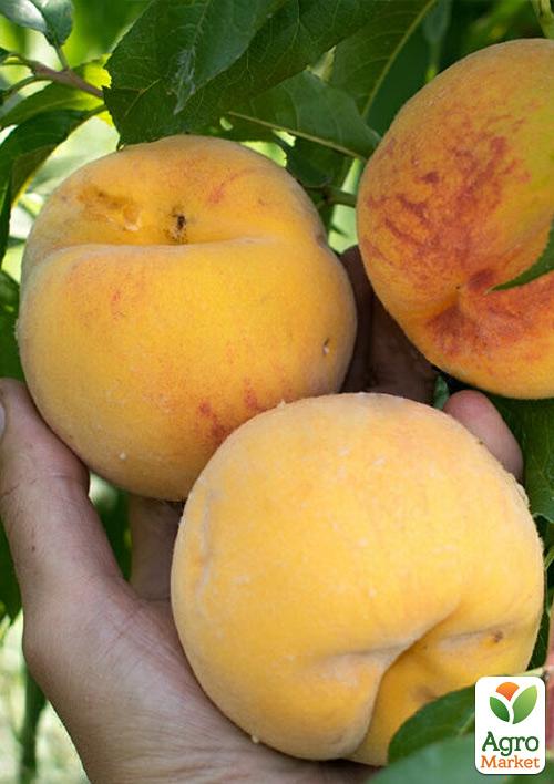 

Персик T-1 Вулкан