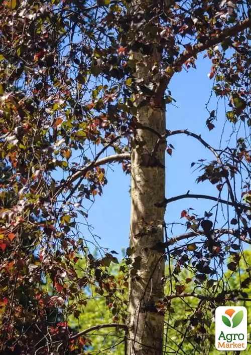 

Береза повислая Purpurea С5 высота 60-100см