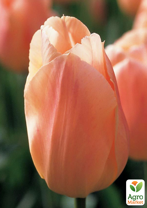 

Тюльпан Apricot Beauty