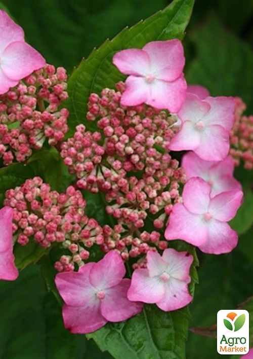 

Гортензия пильчатая Amacha (Hydrangea serrata Amacha) вазон Р9