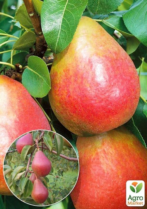 

Ексклюзив! Груша блискуча жовтого кольору з яскравим помітним червоним рум'янцем Вогник (Twinkle) (преміальний сорт зимового терміну дозрівання)