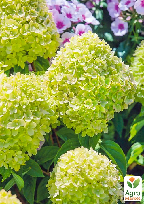 

Гортензия метельчатая Mojito